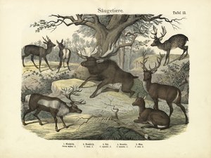 Mammals, c.1860